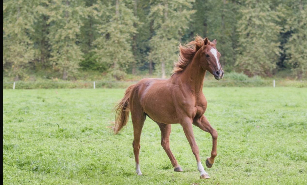 kwaliteit groet Wijzigingen van Foto's pony's en paarden | Manege Hooidonk