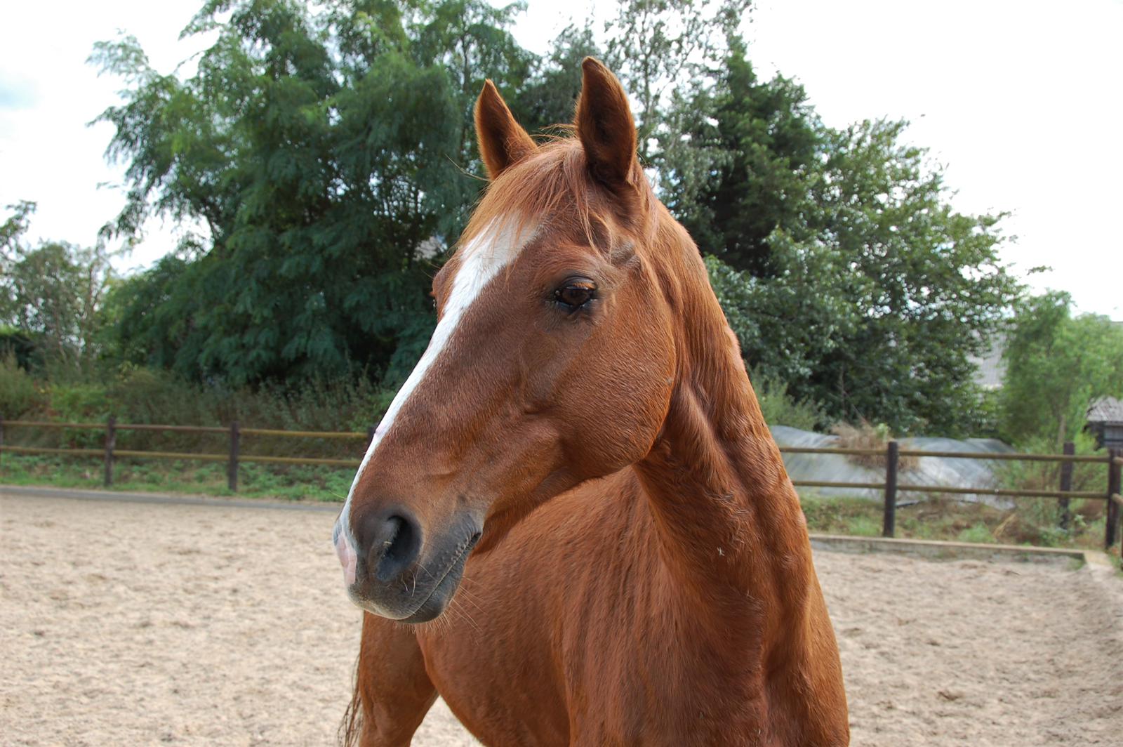 kwaliteit groet Wijzigingen van Foto's pony's en paarden | Manege Hooidonk